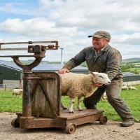 معرفی انواع ترازو دیجیتال، مکانیکی و صنعتی + کاربردها و مزایا