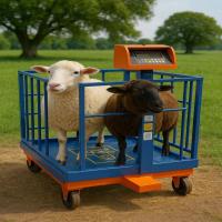 فروش باسکول دیجیتال در ایران؛ بررسی بازار، استانداردها و مزایای برند نیکو